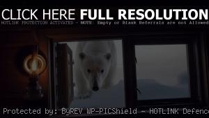 Белый медведь у окна
