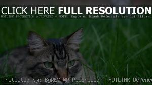 Полосатый кот в траве