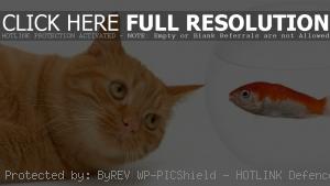 Рыжий кот и рыбка