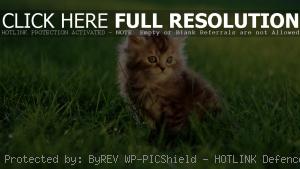 Пушистый котенок в траве
