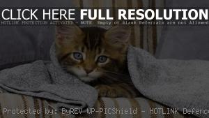 Полосатый котенок под одеялом