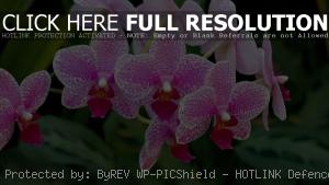 Ветвь орхидеи