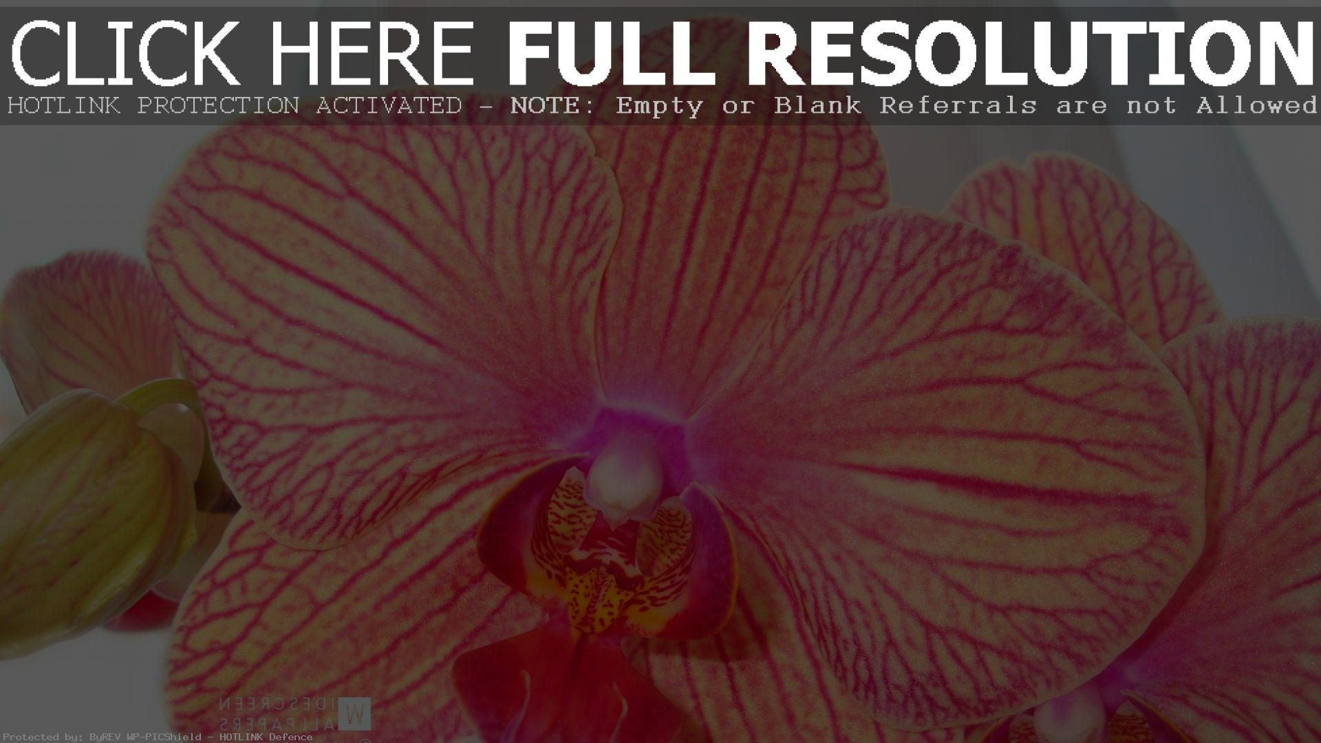 Обои full hd Орхидея макро 1920х1080